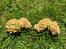 Load image into Gallery viewer, Echeveria Agavoides Red Gilva hyb crested