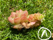 Load image into Gallery viewer, Red Gilva hyb crested flower