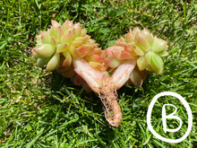 Load image into Gallery viewer, Red Gilva hyb crested