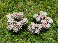 Load image into Gallery viewer, Dudleya White greenii