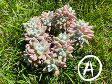 Load image into Gallery viewer, Dudleya White greenii flower