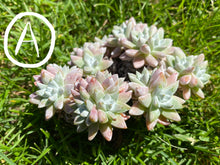 Load image into Gallery viewer, Dudleya White greenii