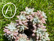 Load image into Gallery viewer, Dudleya White greenii white flower