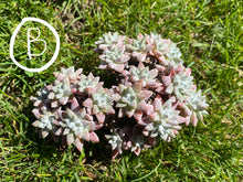 Load image into Gallery viewer, Dudleya White greenii