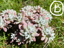 Load image into Gallery viewer, Dudleya White greenii best flower