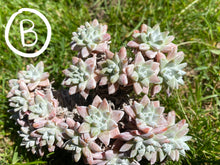 Load image into Gallery viewer, Dudleya White greenii