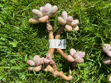 Load image into Gallery viewer, Graptopetalum amethystinum - Small Cluster flower