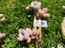 Load image into Gallery viewer, Graptopetalum amethystinum - Small Cluster