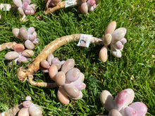 Load image into Gallery viewer, Graptopetalum amethystinum