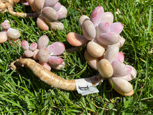 Load image into Gallery viewer, Graptopetalum flower