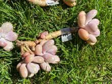 Load image into Gallery viewer, Graptopetalum amethystinum - Small Cluster