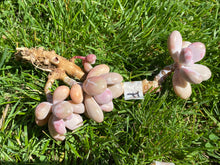 Load image into Gallery viewer, Graptopetalum amethystinum - Small Cluster white flower