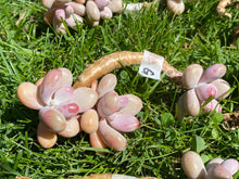 Load image into Gallery viewer, Graptopetalum amethystinum - Small Cluster