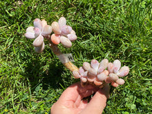 Load image into Gallery viewer, Graptopetalum amethystinum - Small Cluster | 桃蛋小群