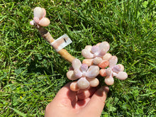 Load image into Gallery viewer, Graptopetalum amethystinum - Small Cluster | 桃蛋小群