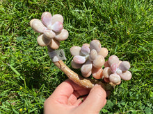 Load image into Gallery viewer, Graptopetalum amethystinum - Small Cluster | 桃蛋小群