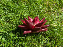 Load image into Gallery viewer, Echeveria Luming flower