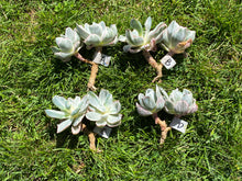 Load image into Gallery viewer, Echeveria Berkeley Light - Double Heads