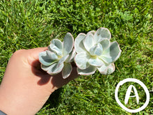 Load image into Gallery viewer, Echeveria Berkeley Light - Double Heads flower