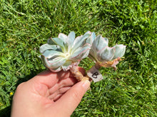 Load image into Gallery viewer, Double Heads flower