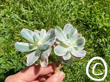 Load image into Gallery viewer, Echeveria Berkeley Light