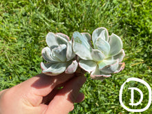 Load image into Gallery viewer, Echeveria Berkeley Light flower