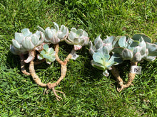 Load image into Gallery viewer, Echeveria Berkeley Light - Cluster