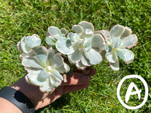 Load image into Gallery viewer, Echeveria Berkeley Light - Cluster flower