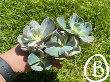 Load image into Gallery viewer, Echeveria Berkeley Light - Cluster | 伯克利锦群