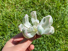 Load image into Gallery viewer, Echeveria Berkeley Light flower