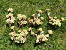 Load image into Gallery viewer, Sedum Clavatum