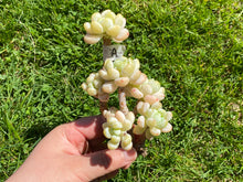 Load image into Gallery viewer, Sedum Clavatum