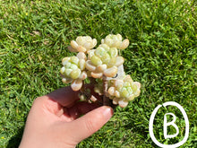 Load image into Gallery viewer, Sedum Clavatum best white flower