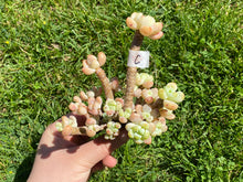 Load image into Gallery viewer, Sedum Clavatum