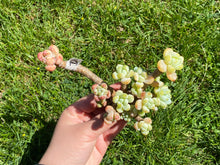 Load image into Gallery viewer, Sedum Clavatum