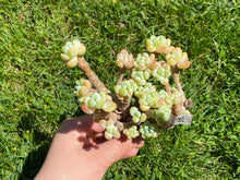 Load image into Gallery viewer, Sedum Clavatum | 劳尔群