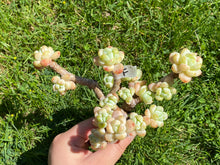 Load image into Gallery viewer, Sedum Clavatum | 劳尔群