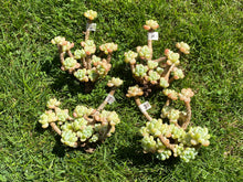 Load image into Gallery viewer, Sedum Clavatum flower