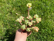 Load image into Gallery viewer, Sedum Clavatum | 劳尔群