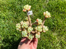 Load image into Gallery viewer, Sedum Clavatum | 劳尔群