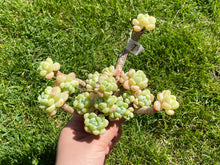 Load image into Gallery viewer, Sedum Clavatum | 劳尔群