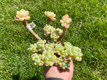 Load image into Gallery viewer, Sedum Clavatum | 劳尔群