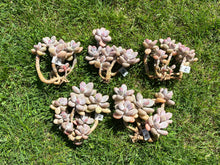Load image into Gallery viewer, Graptopetalum amethystinum