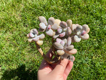 Load image into Gallery viewer, Graptopetalum amethystinum flower