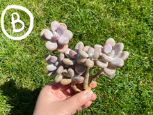 Load image into Gallery viewer, Graptopetalum amethystinum image