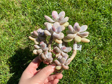 Load image into Gallery viewer, amethystinum flower