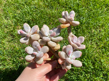 Load image into Gallery viewer, Graptopetalum amethystinum flower