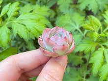 Load image into Gallery viewer, Echeveria silhouette flower