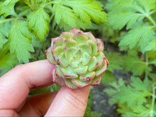 Load image into Gallery viewer, Echeveria Dancing Bird