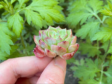 Load image into Gallery viewer, Echeveria Dancing Bird flower